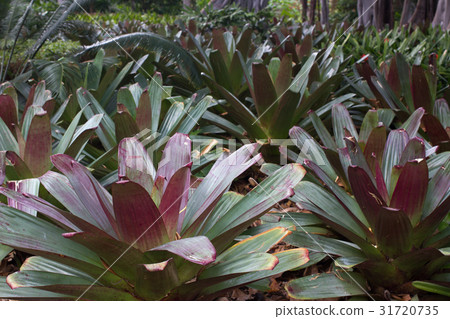 Close photo of Bromelia plants and ficus. Anchient 31720735