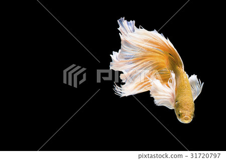 Golden Betta Siamese fighting fish, Betta splenden Golden Betta Siamese fighting fish, Betta splenden 31720797