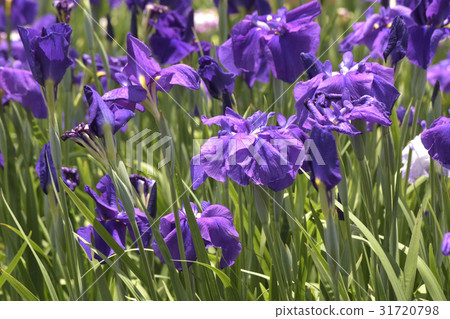 濕燕（虹膜的品種） 31720798