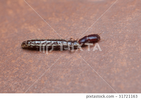 Tiny rover beetle Tiny rover beetle 31721163