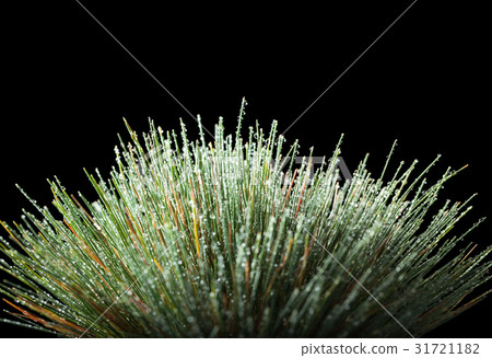 Water drops on grass tussock 31721182