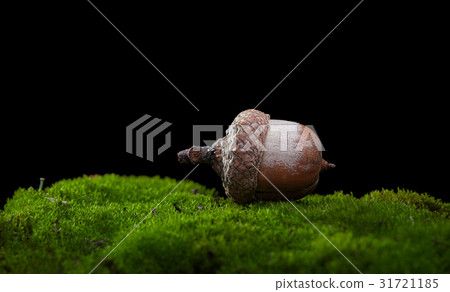 Acorn on moss 31721185