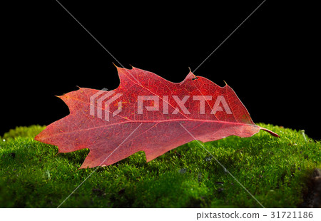 Oak abscissed red leaf 31721186