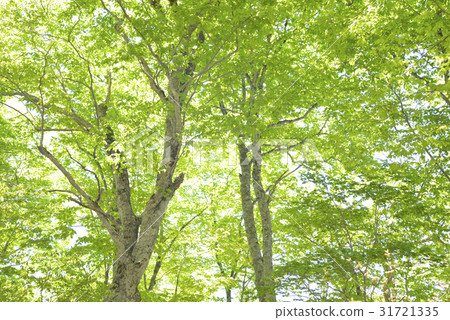 Fresh green of beech forest 31721335