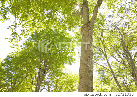 Fresh green of beech forest 31721336