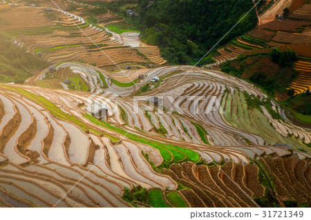 Terraced ricefield in water season in La Pan Tan,  31721349