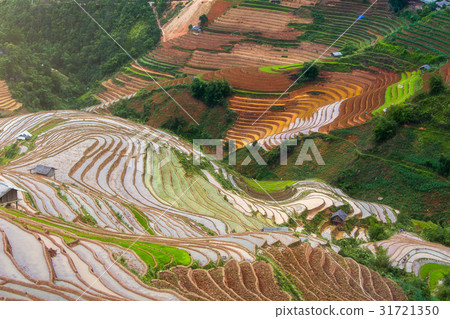 Terraced ricefield in water season in La Pan Tan,  31721350