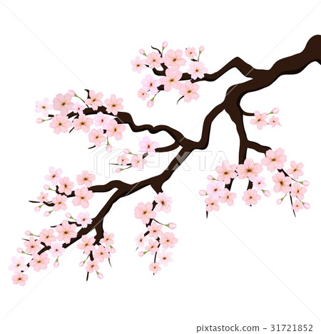 Branch of Sakura or Cherry Blossoms. Vector 31721852