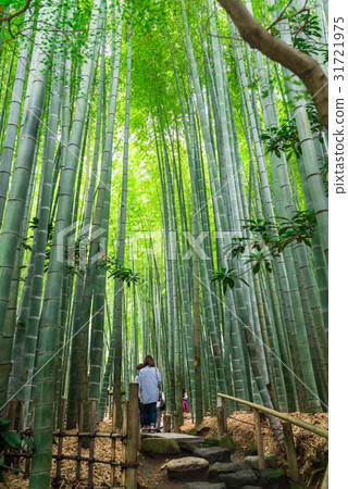 Early summer Kamakura Renji temple bamboo garden 31721975