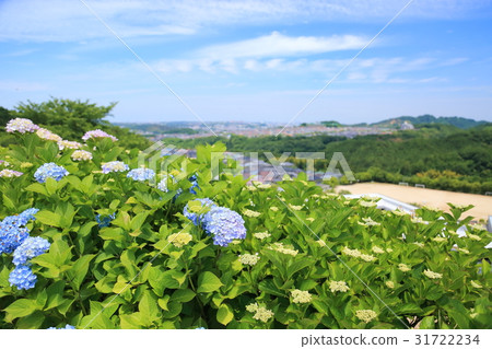 hydrangea flower hydrangea flower 31722234