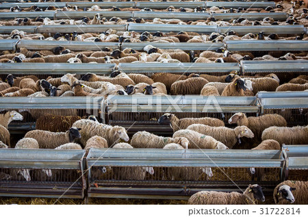 Flock of sheep Flock of sheep 31722814