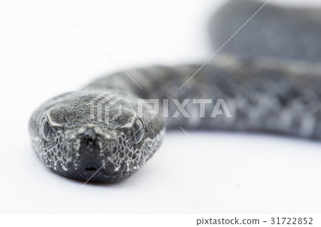 Viper snake baby, Vipera latastei 31722852
