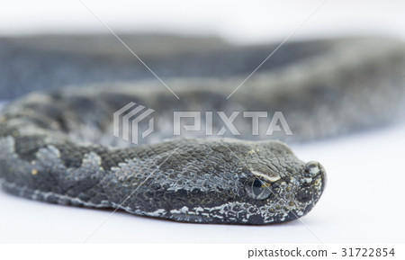 Viper snake baby, Vipera latastei 31722854