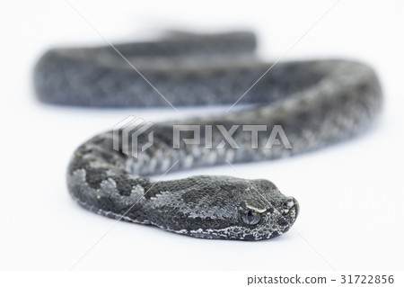 Viper snake baby, Vipera latastei Viper snake baby, Vipera latastei 31722856