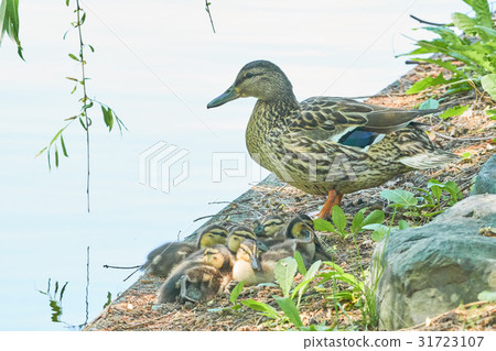 Parent and child of mallard Parent and child of mallard 31723107