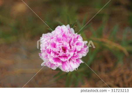 purslane purslane 31723213