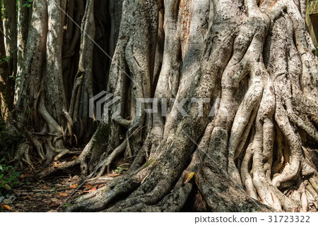 Big roots above the surface 31723322