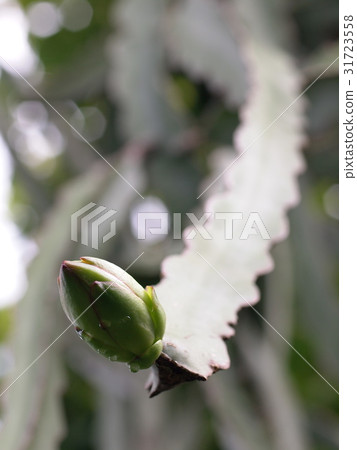 young small tiny green dragon fruit on the tree 31723558