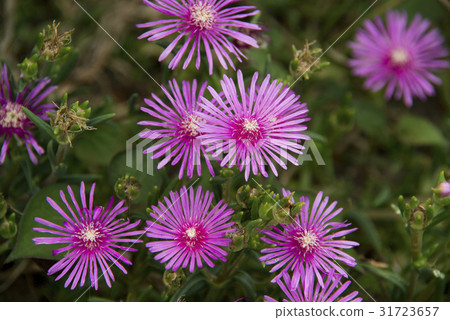 Matsubagiku flower Matsubagiku flower 31723657