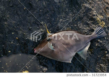 活鯰魚 31723954