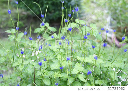 粉萼鼠尾草 31723962