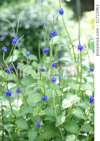 粉萼鼠尾草 31723963