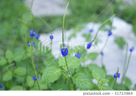 粉萼鼠尾草 31723964
