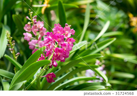 Beautuful purple orchid flowers with buds Beautuful purple orchid flowers with buds 31724568