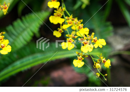 Oncidium Goldiana is known as golden shower orchid Oncidium Goldiana is known as golden shower orchid 31724576