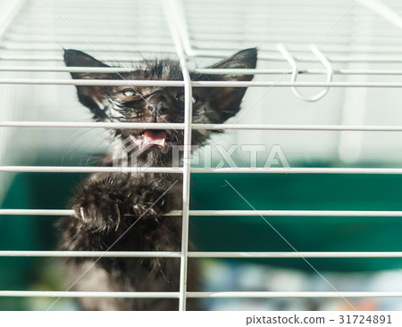 Homeless kitten in a cage in an animal shelter Homeless kitten in a cage in an animal shelter 31724891