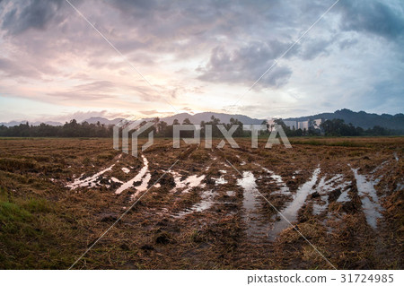 Harvested rice field view with sunrise Harvested rice field view with sunrise 31724985