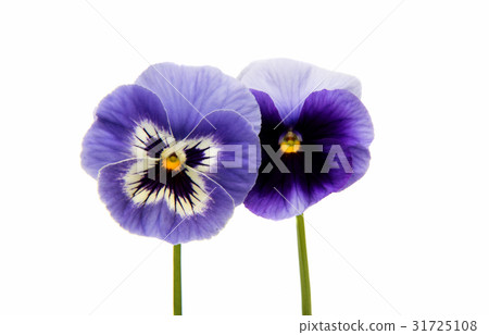 Pansies isolated Pansies isolated 31725108