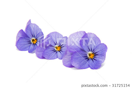 Pansies isolated Pansies isolated 31725154