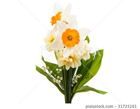 Daffodil flower isolated 31725281