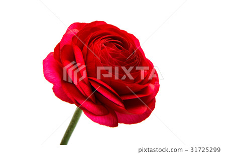 beautiful buttercup flower isolated beautiful buttercup flower isolated 31725299