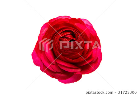 beautiful buttercup flower isolated 31725300