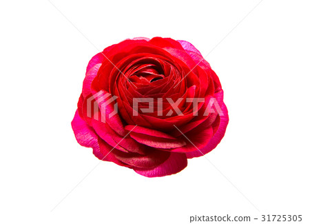 beautiful buttercup flower isolated beautiful buttercup flower isolated 31725305