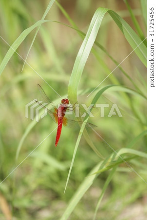 紅蜻蜓 紅蜻蜓 31725456