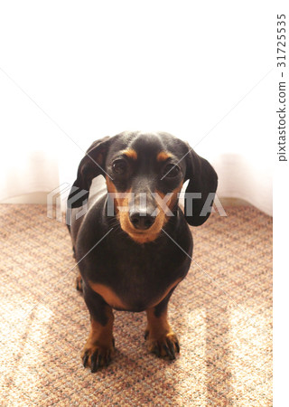 迷你臘腸犬 迷你臘腸犬 31725535