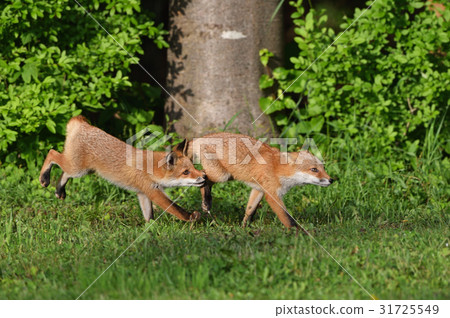 Children of Kita fox 31725549