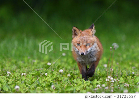 Children of Kita fox 31725557