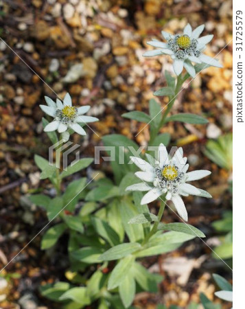 Ezo Usuaxou 31725579