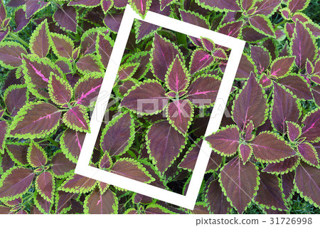 Painted nettle or  Flame nettle with white square 31726998