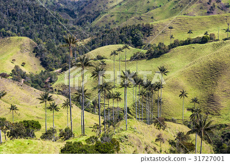 Bosque De Palma De Cera La Samaria San Felix Bosque De Palma De Cera La Samaria San Felix 31727001