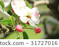Apple flowers and honey bees 31727016