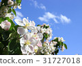 Apple flower 31727018