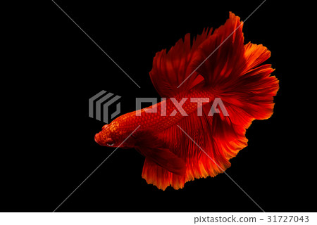 Red fighting fish isolated on black 31727043