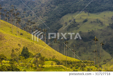 Wax palm trees of Cocora Valley, Colombia 31727718