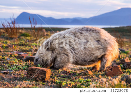 Australian Wombat at sunset 31728078