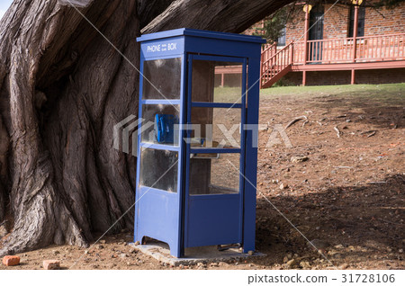 Blue phone box with old tree in Tasmania 31728106